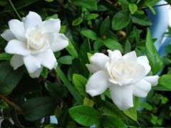 小叶桅子下山桩一年能开多次花吗 图片