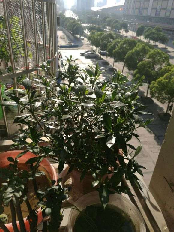 一盆罗汉栀子下山桩 怎么样 图片