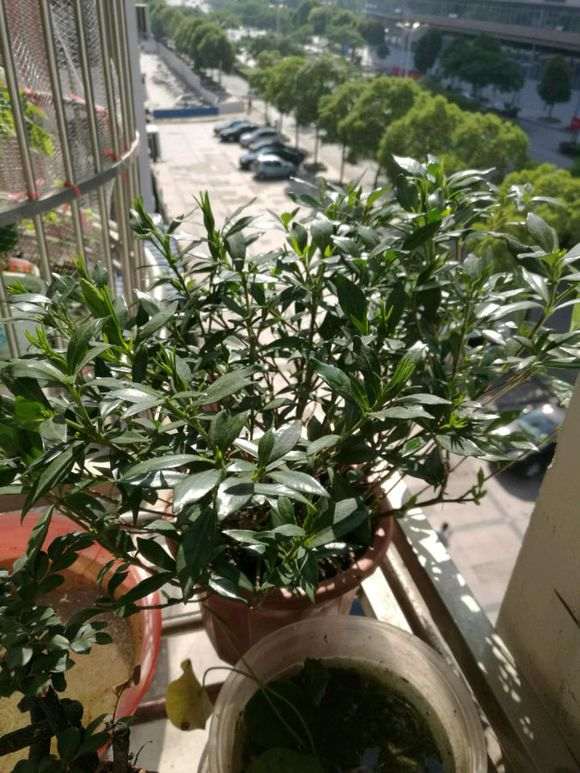 一盆罗汉栀子下山桩 怎么样 图片