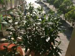 一盆罗汉栀子下山桩 可以吗 图片