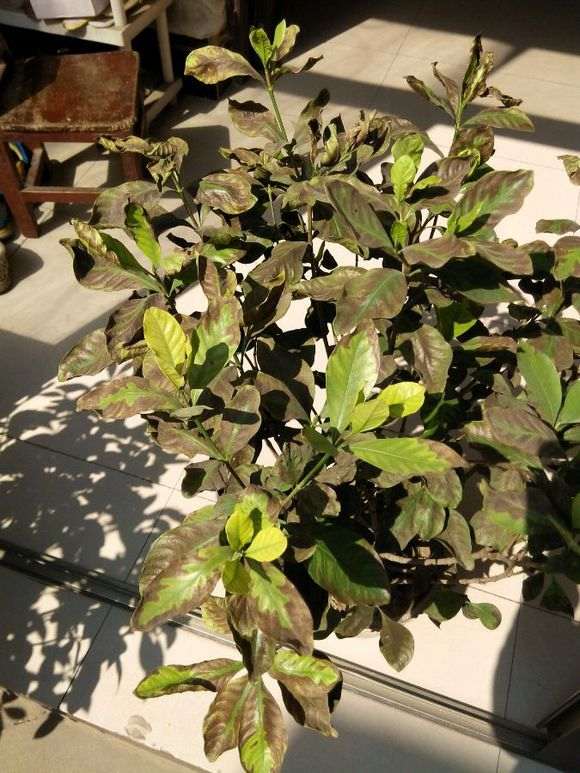 大叶栀子下山桩与小叶栀子耐寒对比照