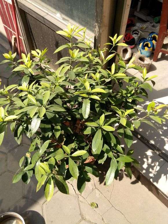 大叶栀子下山桩与小叶栀子耐寒对比照