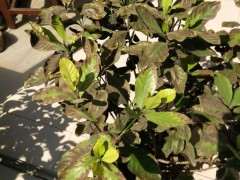 大叶栀子下山桩与小叶栀子耐寒对比照