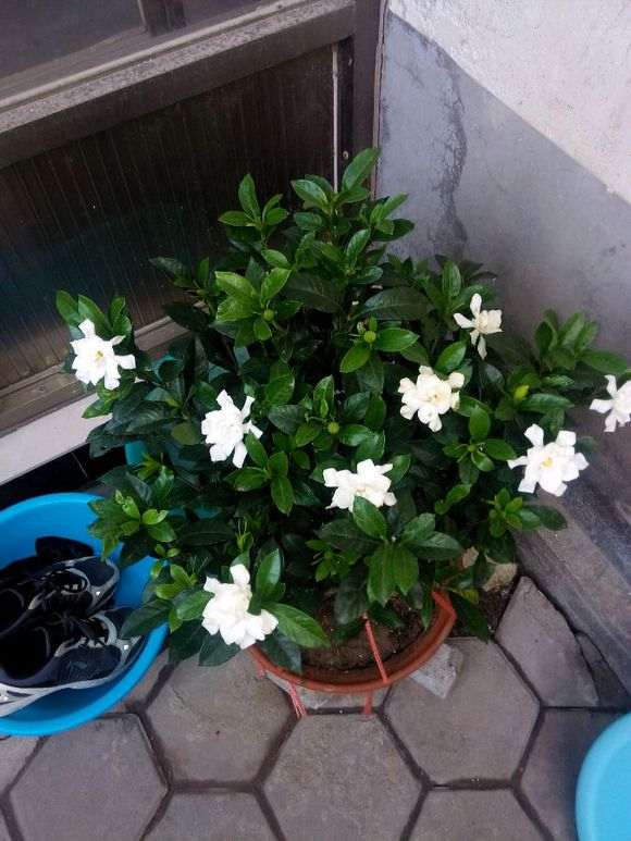 栀子下山桩温度大概多少冻伤了 图片