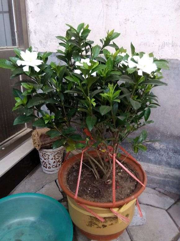 栀子下山桩温度大概多少冻伤了 图片