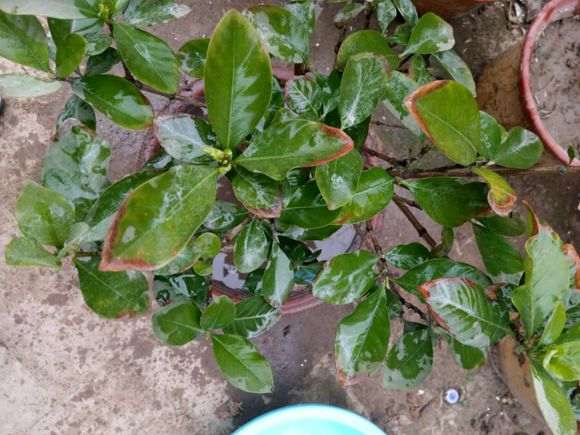 栀子下山桩温度大概多少冻伤了 图片