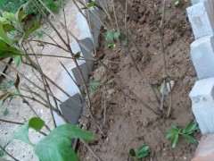 你平时用什么水浇栀子下山桩 图片