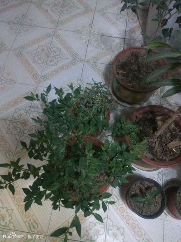 小叶栀子下山桩 春天要重剪吗 图片