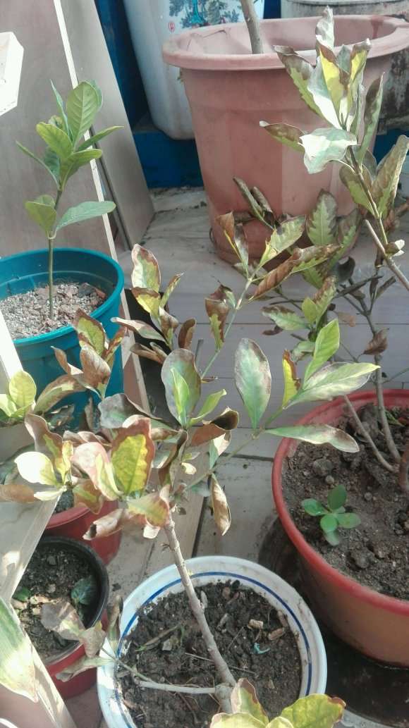 小叶栀子下山桩 春天要重剪吗 图片