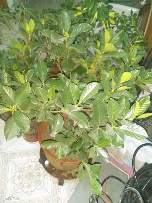 小叶栀子下山桩 春天要重剪吗 图片