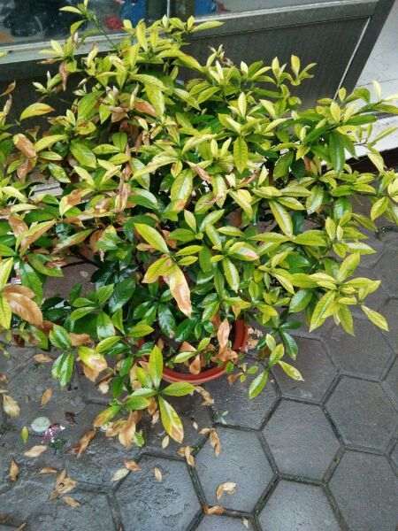 子下山桩过冬后黄叶 怎么办 图片