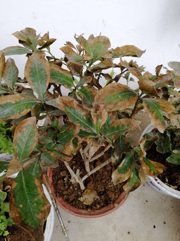 子下山桩过冬后黄叶 怎么办 图片