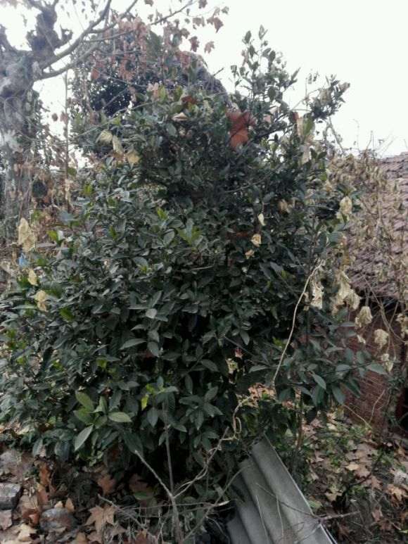 子下山桩过冬后黄叶 怎么办 图片