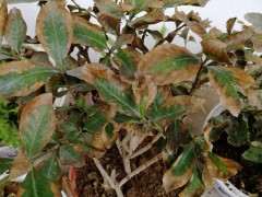 子下山桩过冬后黄叶 怎么办 图片