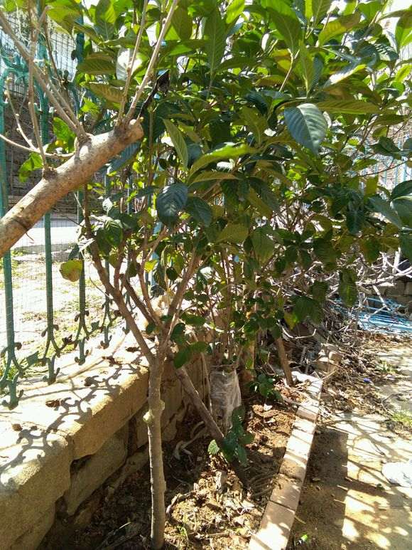 栀子下山桩开始长新叶 怎么样 图片