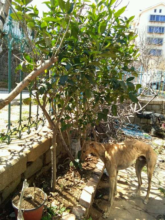 栀子下山桩开始长新叶 怎么样 图片