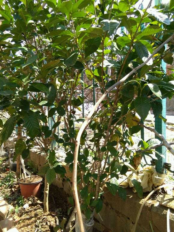 栀子下山桩开始长新叶 怎么样 图片