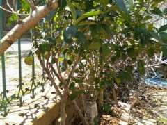 栀子下山桩开始长新叶 可以吗 图片