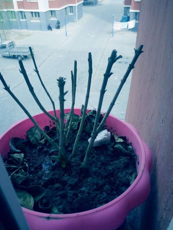 栀子下山桩怎么生长的过程 图片
