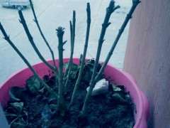 栀子下山桩怎么生长的过程 图片