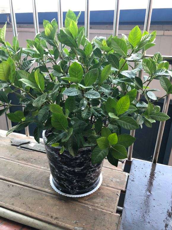 什么栀子下山桩 分别什么品种 图片