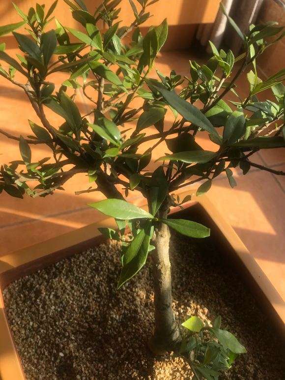 什么栀子下山桩 分别什么品种 图片