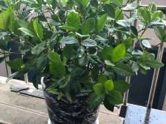 什么栀子下山桩 分别什么品种 图片