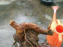 山栀子下山处理和种植的方法 图片