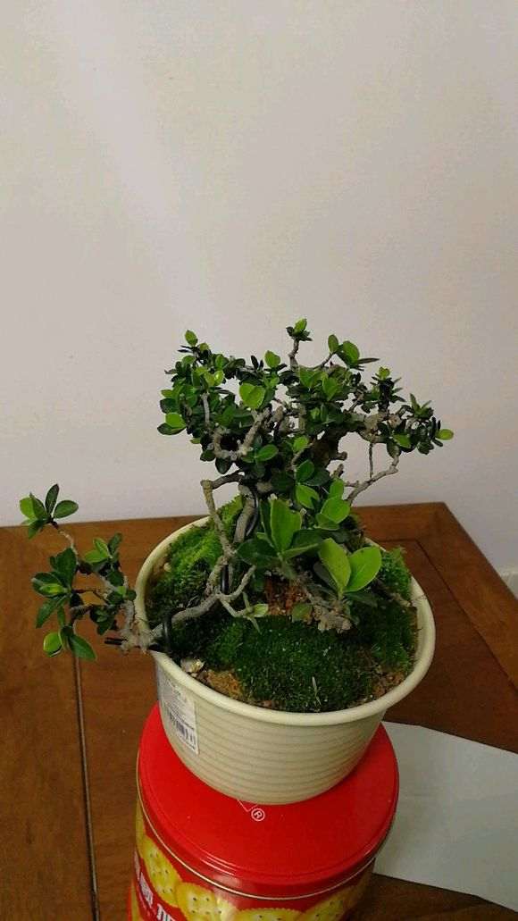 海岛栀子下山桩养了2年 怎么样 图片