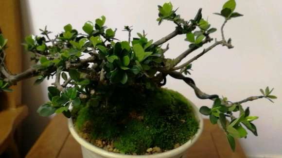 海岛栀子下山桩养了2年 怎么样 图片