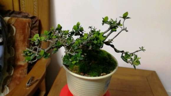 海岛栀子下山桩养了2年 怎么样 图片