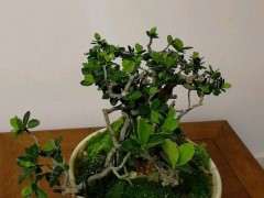 海岛栀子下山桩养了2年 可以吗 图片