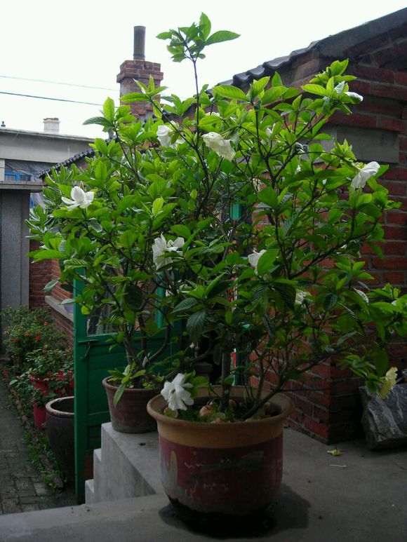养了20年的牡丹栀子下山桩 怎么样 图片