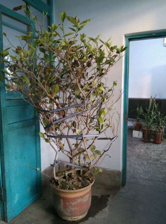 养了20年的牡丹栀子下山桩 怎么样 图片