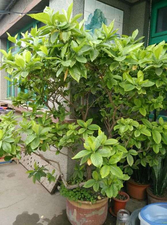 养了20年的牡丹栀子下山桩 怎么样 图片