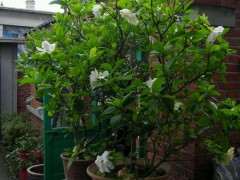 养了20年的牡丹栀子下山桩 可以吗 图片