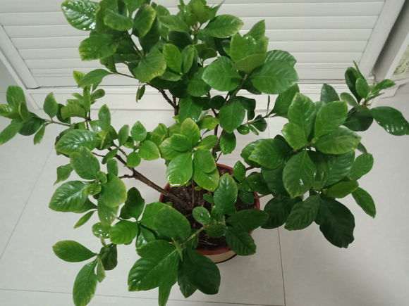 用什么水浇栀子下山桩 最好 图片