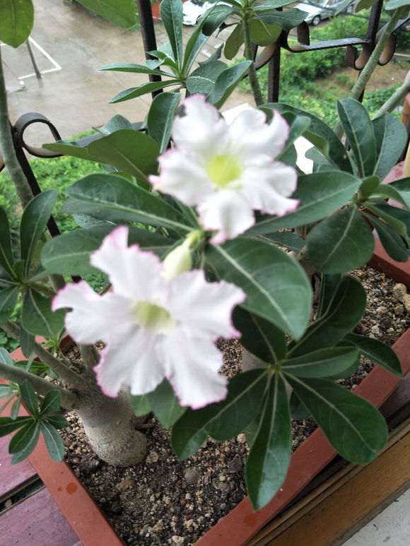 用什么水浇栀子下山桩 最好 图片