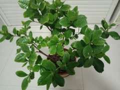 用什么水浇栀子下山桩 最好 图片