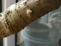 栀子下山桩生根发芽了 可以吗 图片