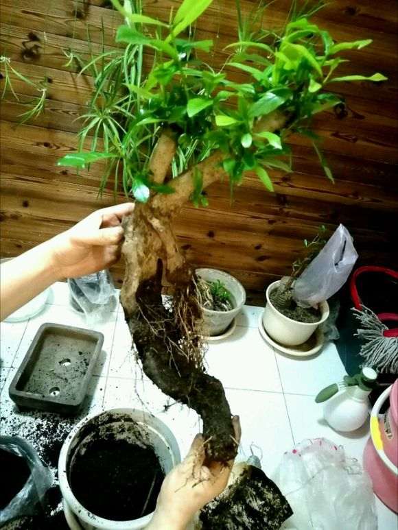 怎么制作栀子矮霸下山桩的方法 图片