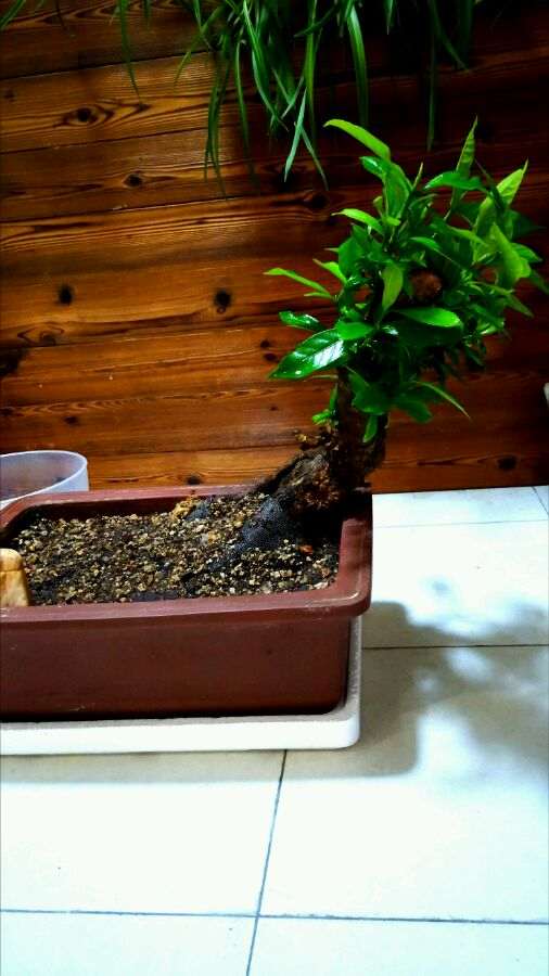 怎么制作栀子矮霸下山桩的方法 图片