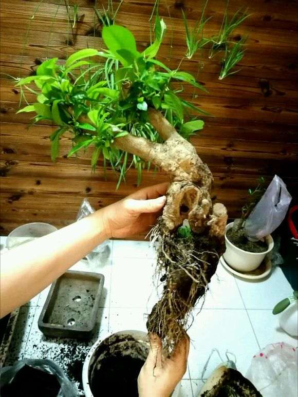 怎么制作栀子矮霸下山桩的方法 图片