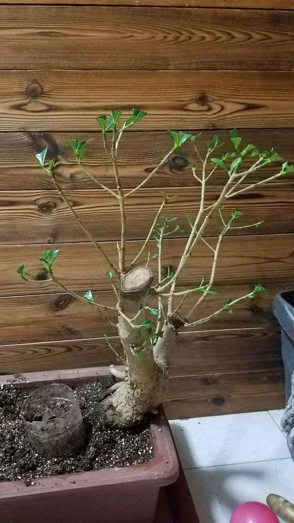 栀子下山桩得了根线虫 怎么办 图片