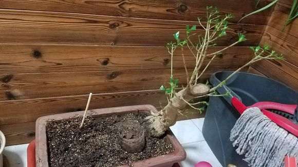 栀子下山桩得了根线虫 怎么办 图片