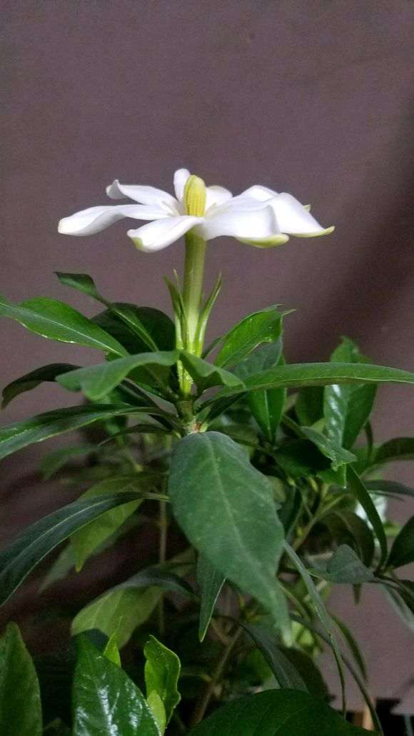 栀子下山桩得了根线虫 怎么办 图片