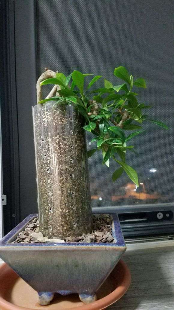 栀子下山桩得了根线虫 怎么办 图片