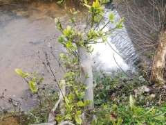 山边的野生栀子下山桩 能挖吗 图片