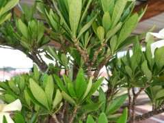 请问这是南昆山栀子下山桩吗 图片