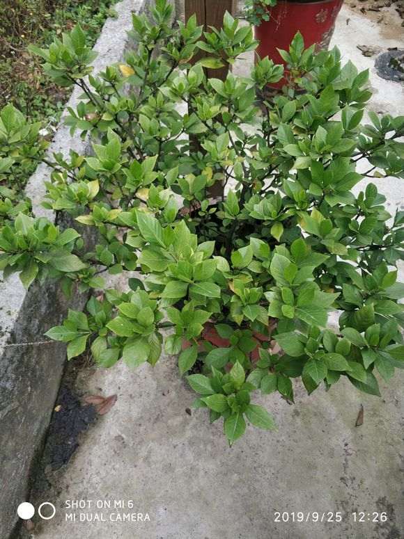 栀子下山桩出现榄叶 怎么办 图片